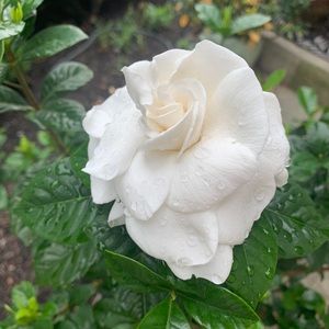 Meet your Posher, Soha